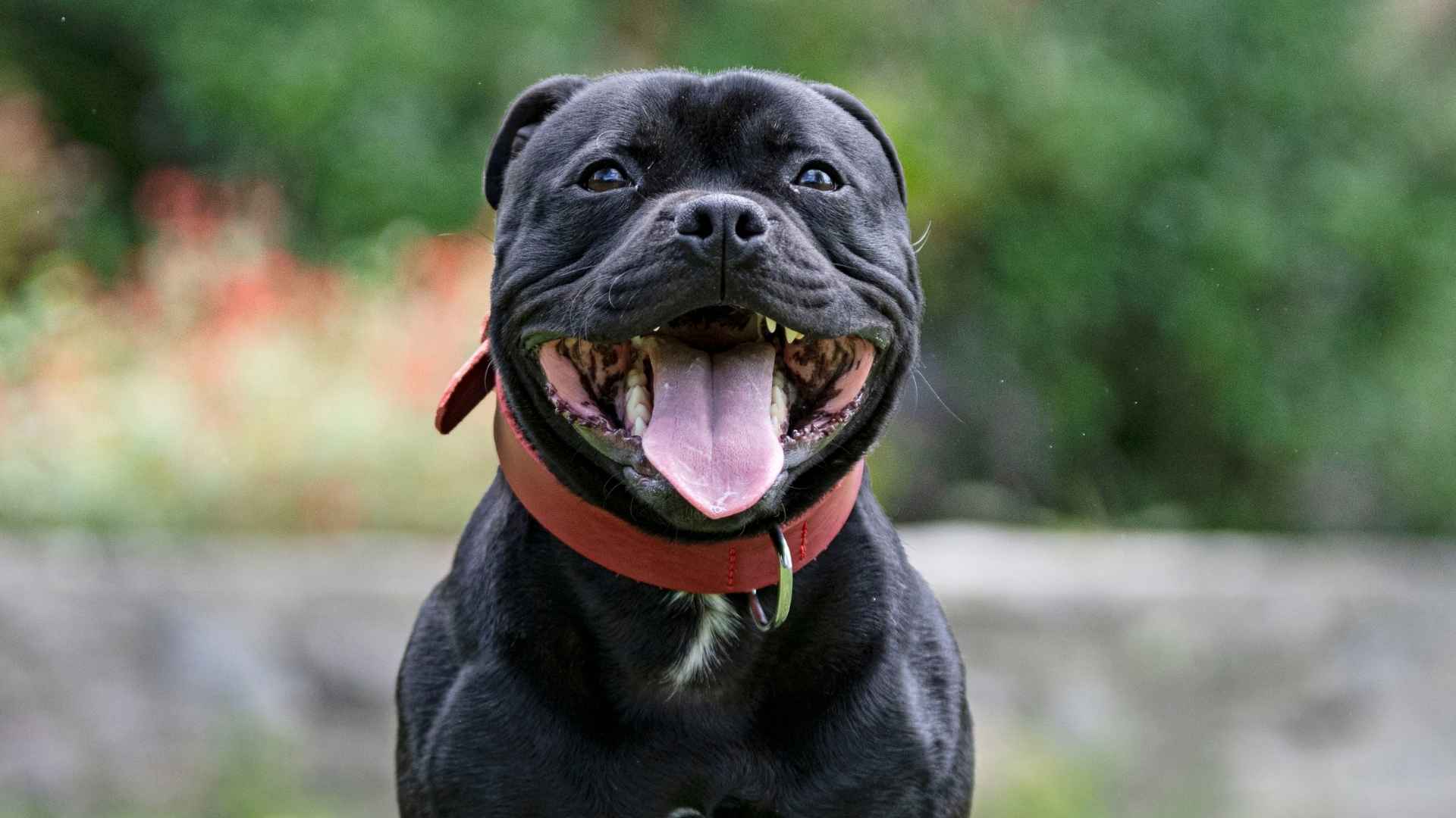 perro Staffordshire Bull Terrier negro